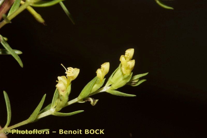 Odontites linkii other