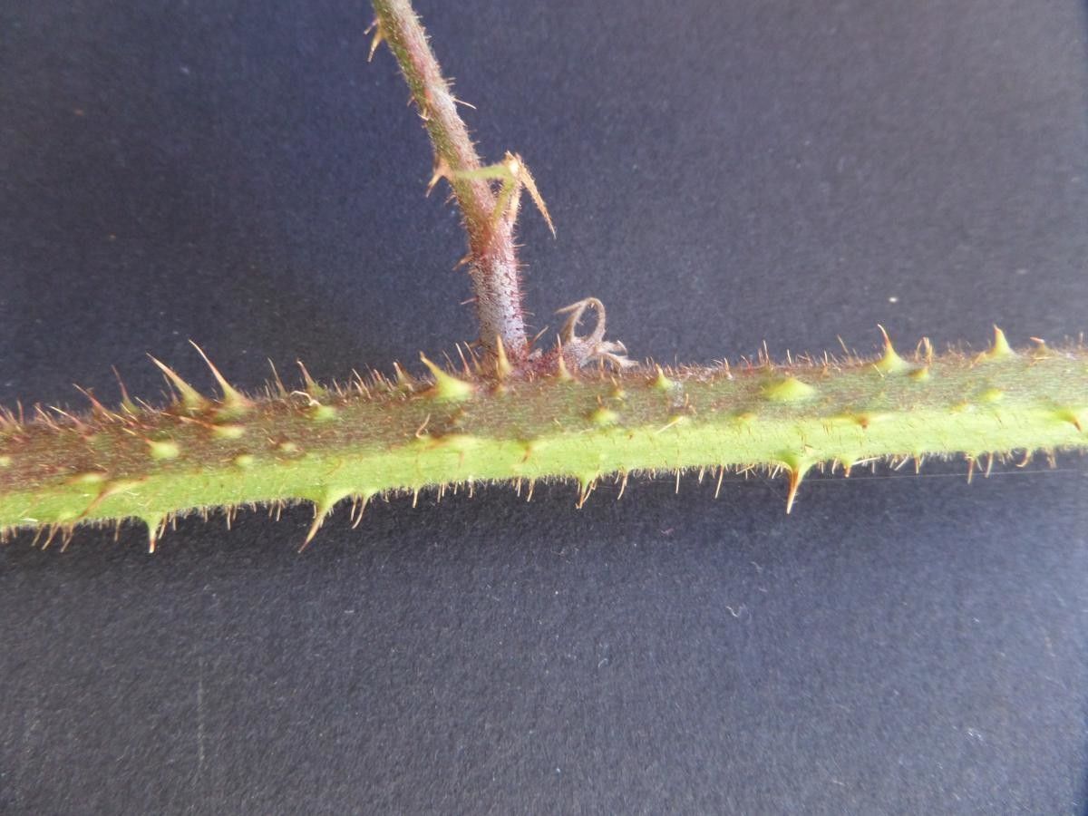 Rubus morvennicus bark