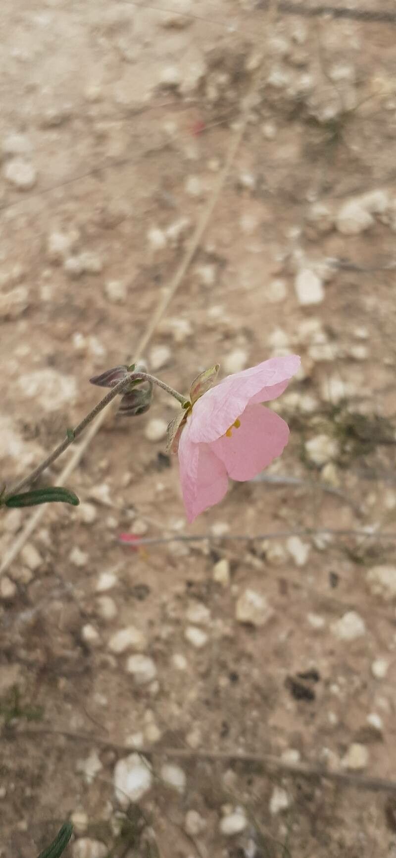 Helianthemum vesicarium flower
