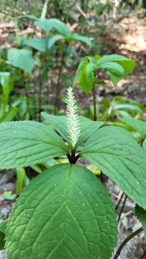 Chloranthus henryi flower