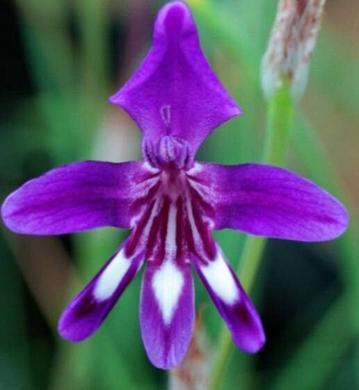 Sparaxis metelerkampiae — search result for 'Sparaxis'