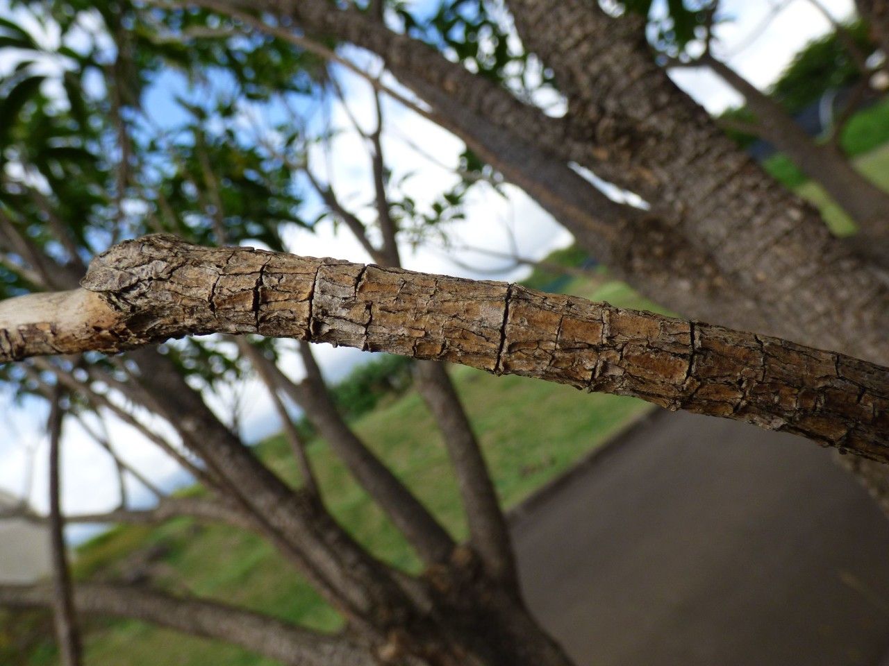 Tabernaemontana persicariifolia bark