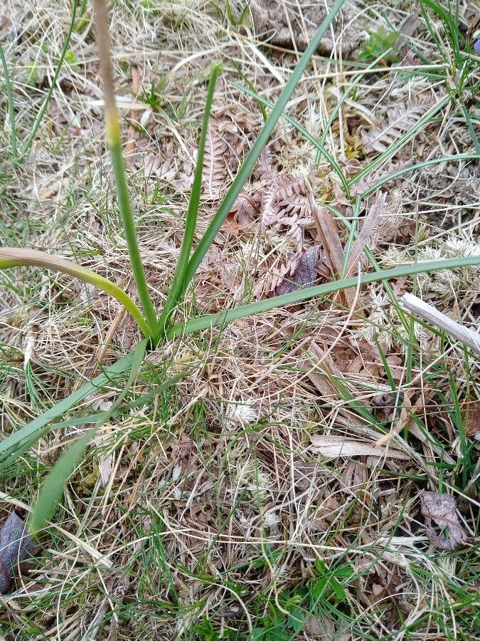 Narcissus gigas leaf