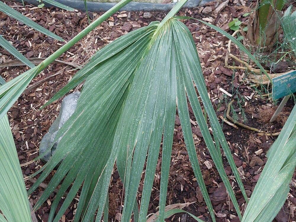 Sabal rosei — search result for 'Sabal'