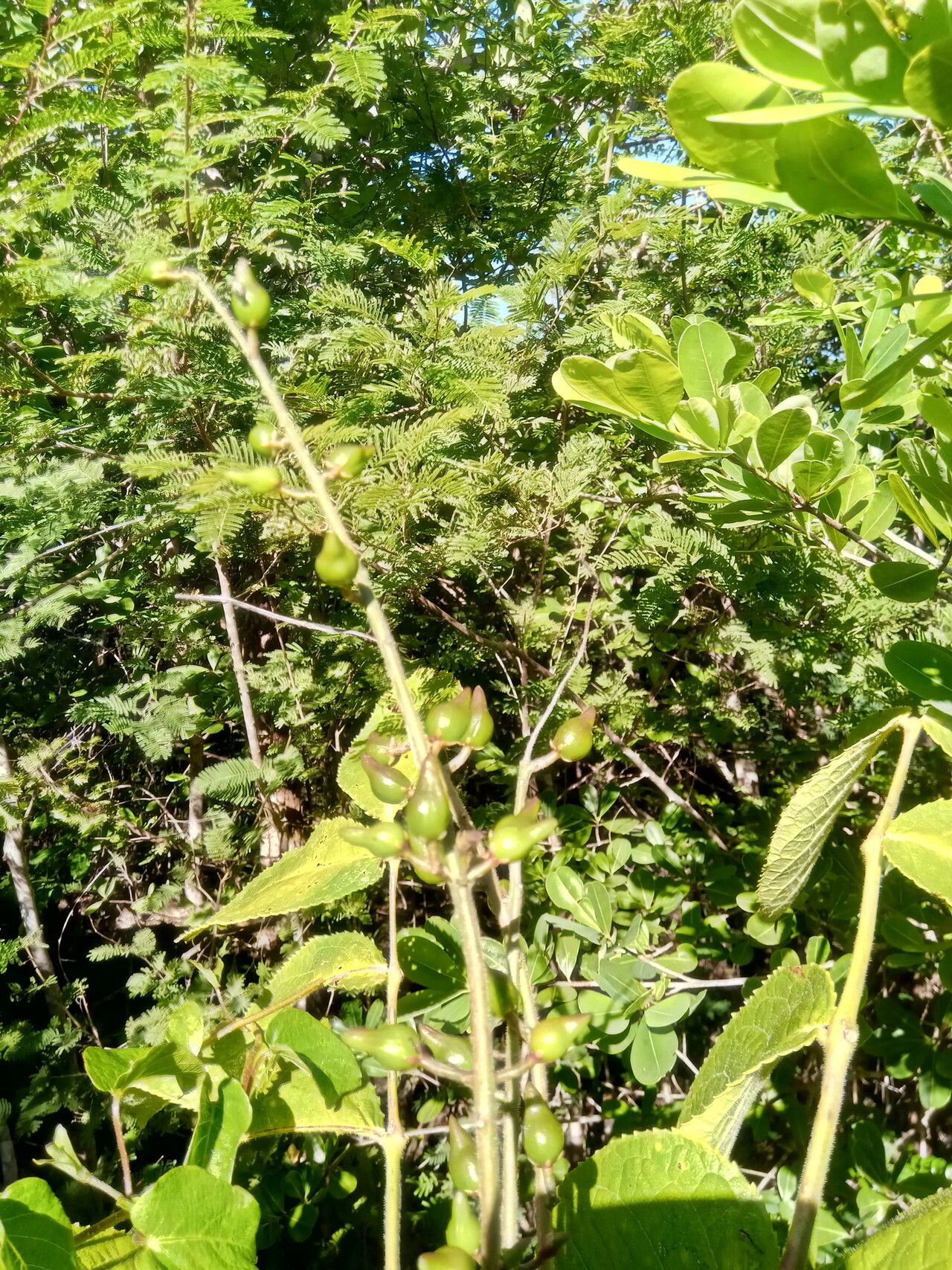 Commiphora grandifolia fruit