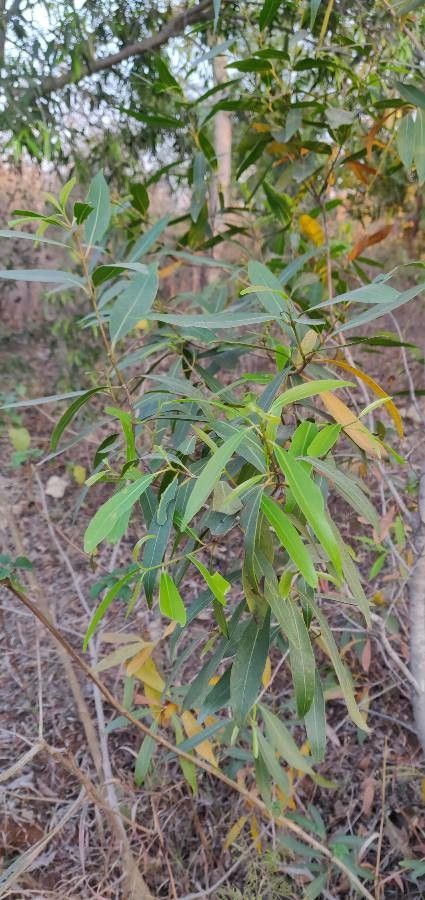 Acacia confluens — search result for 'Acacia'