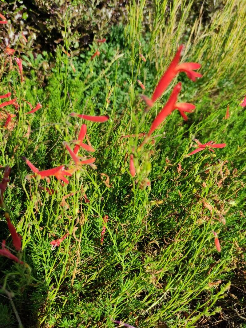 Penstemon pinifolius flower