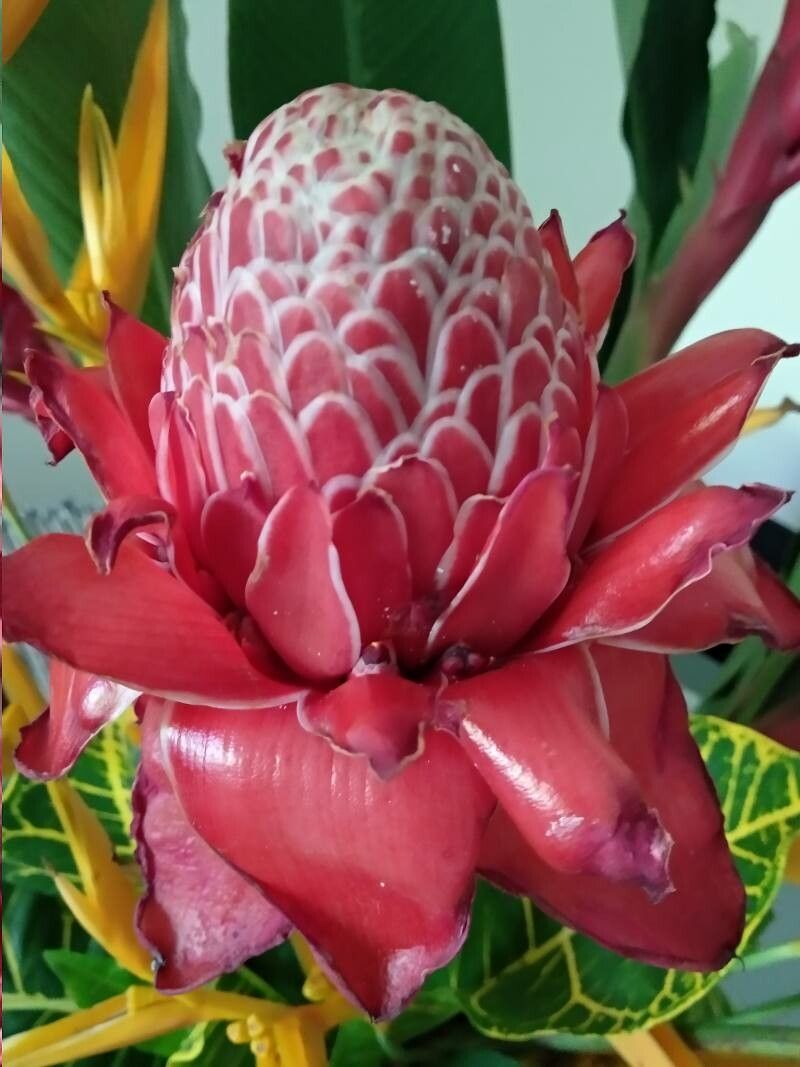 Etlingera elatior fruit