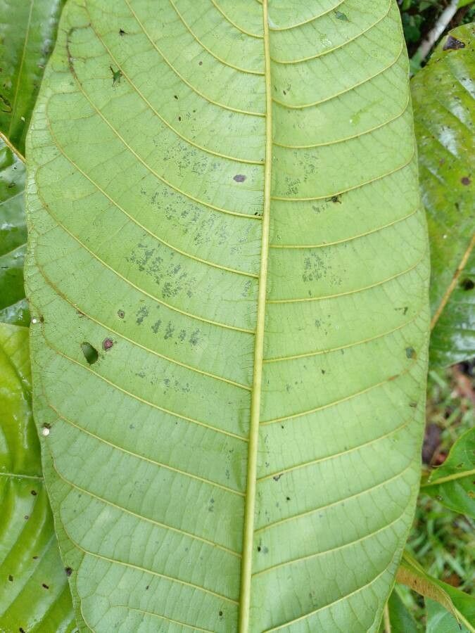 Warszewiczia coccinea — search result for 'United Kingdom'