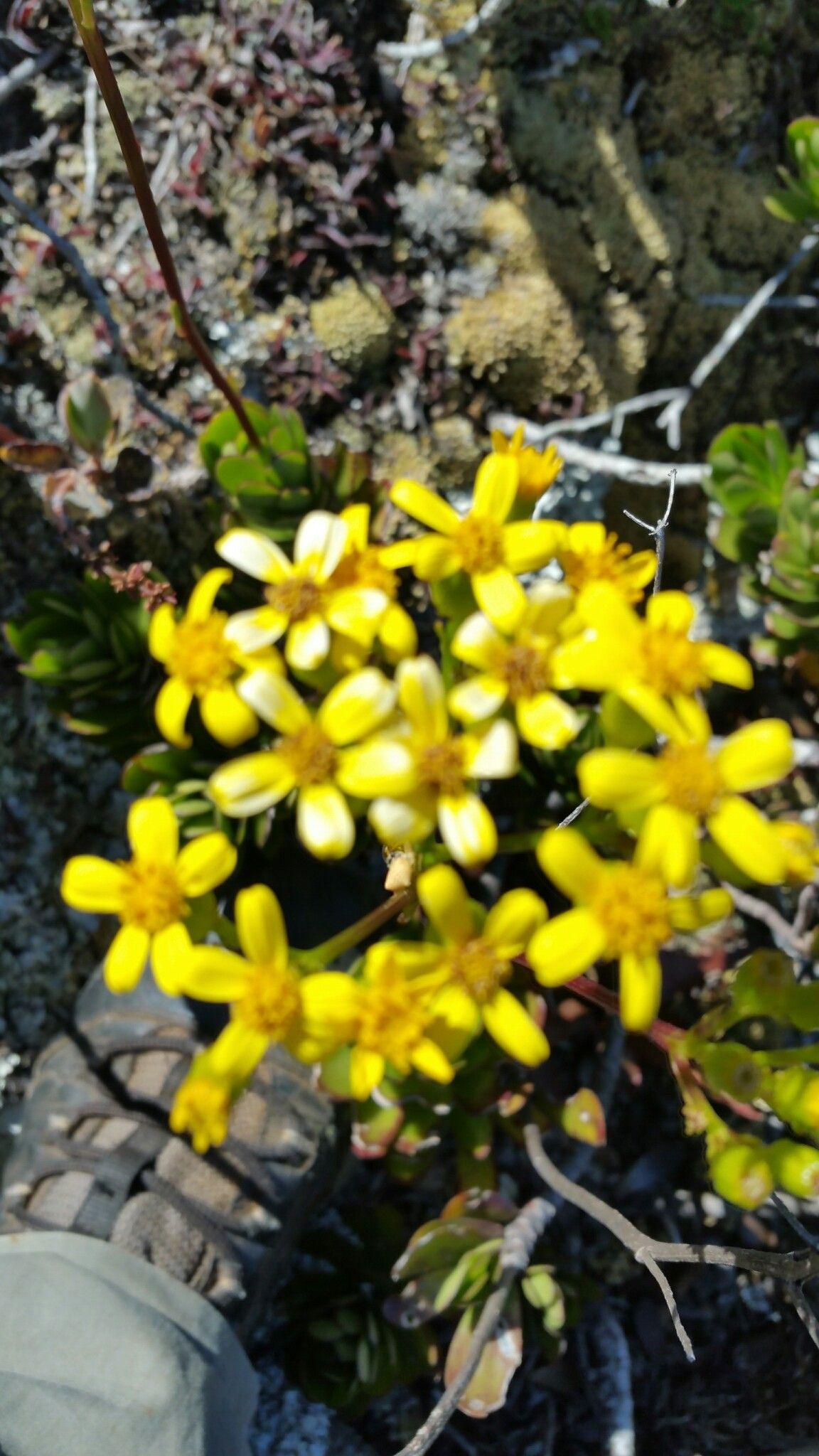 Senecio saboureaui — houseplant care guide