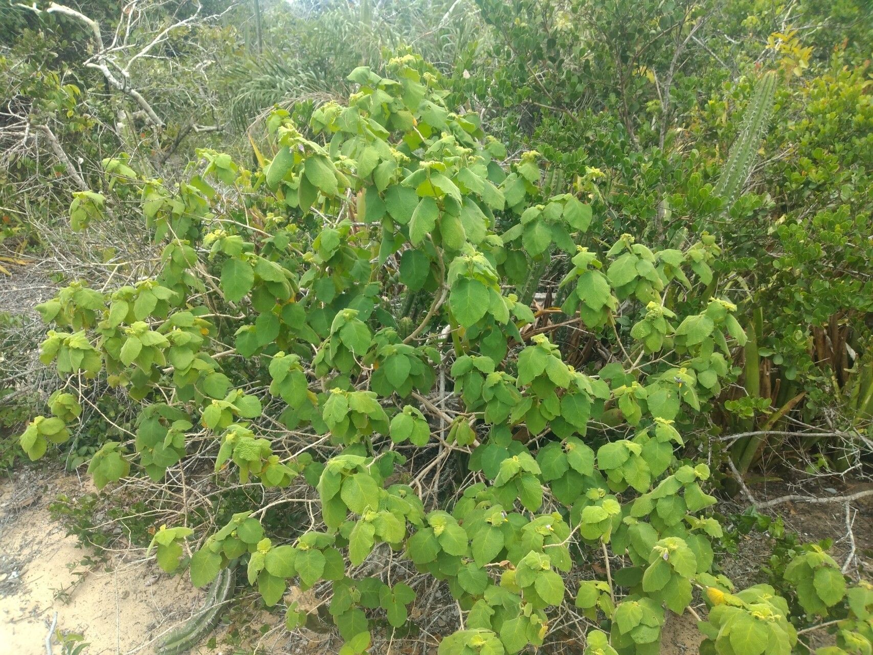 Solanum cordifolium habit