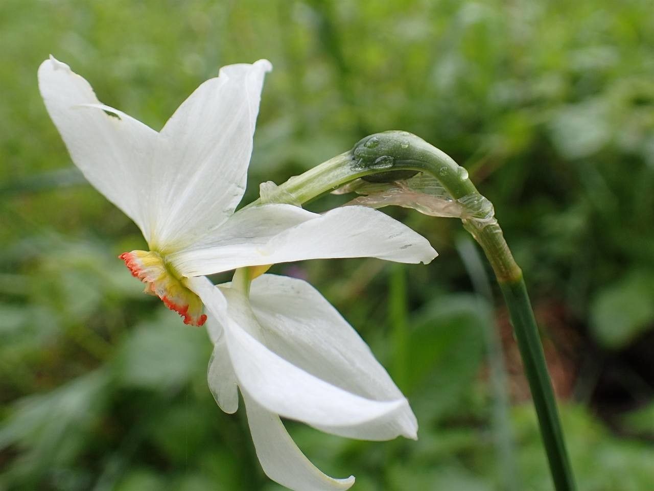 Narcissus poeticus flower