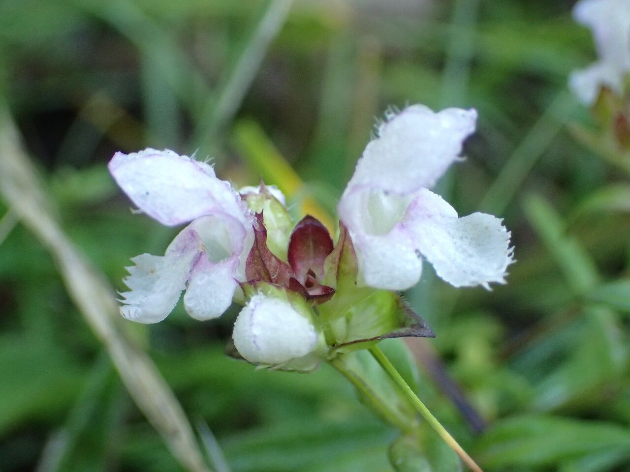 Prunella hyssopifolia flower