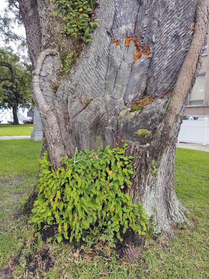 Polypodium virginianum habit