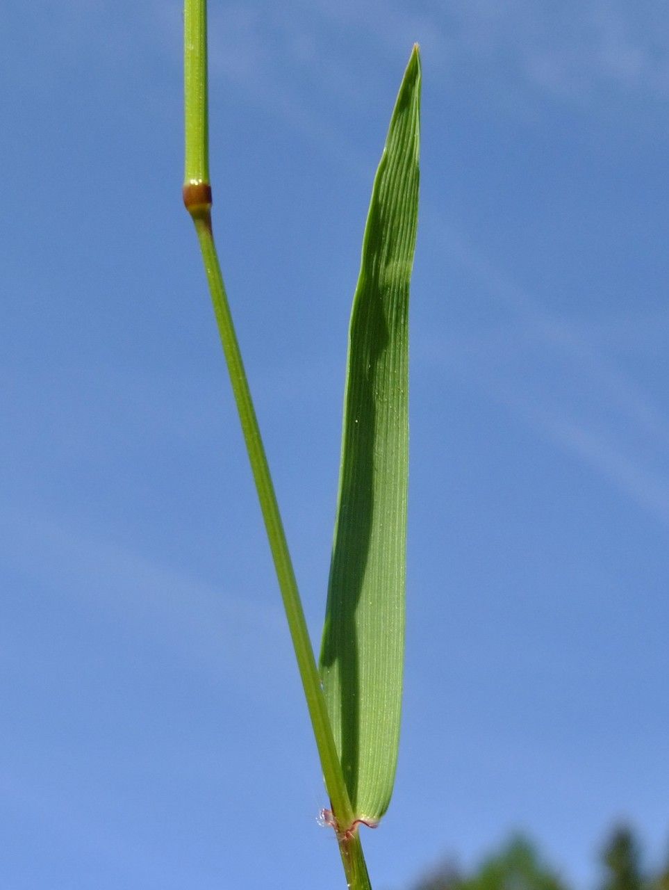 Anthoxanthum alpinum — related species from the same genus