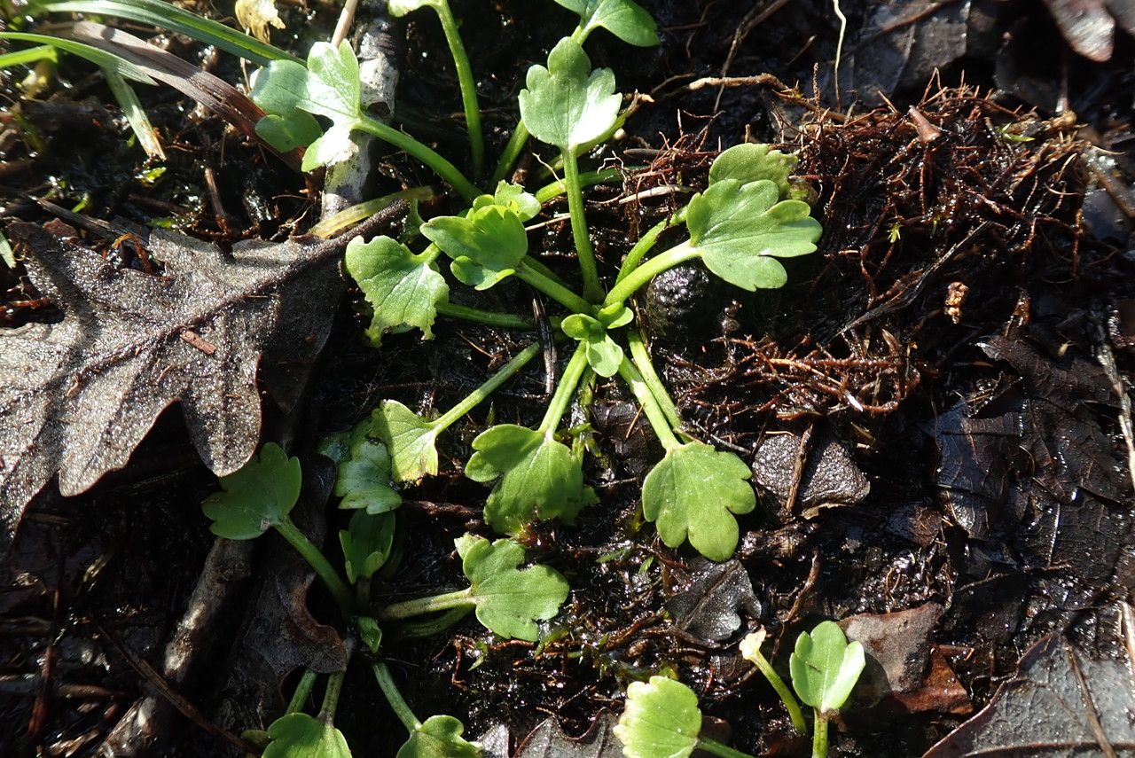 Ranunculus sceleratus — search result for 'Ranunculus'