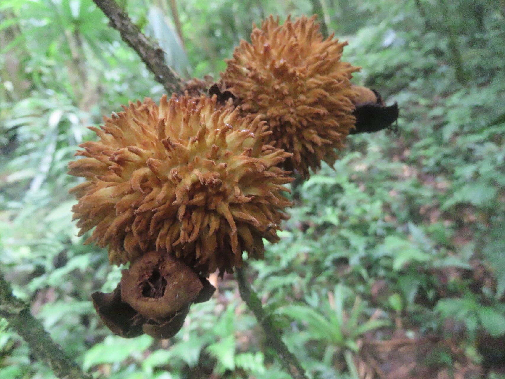Eugenia magniflora fruit