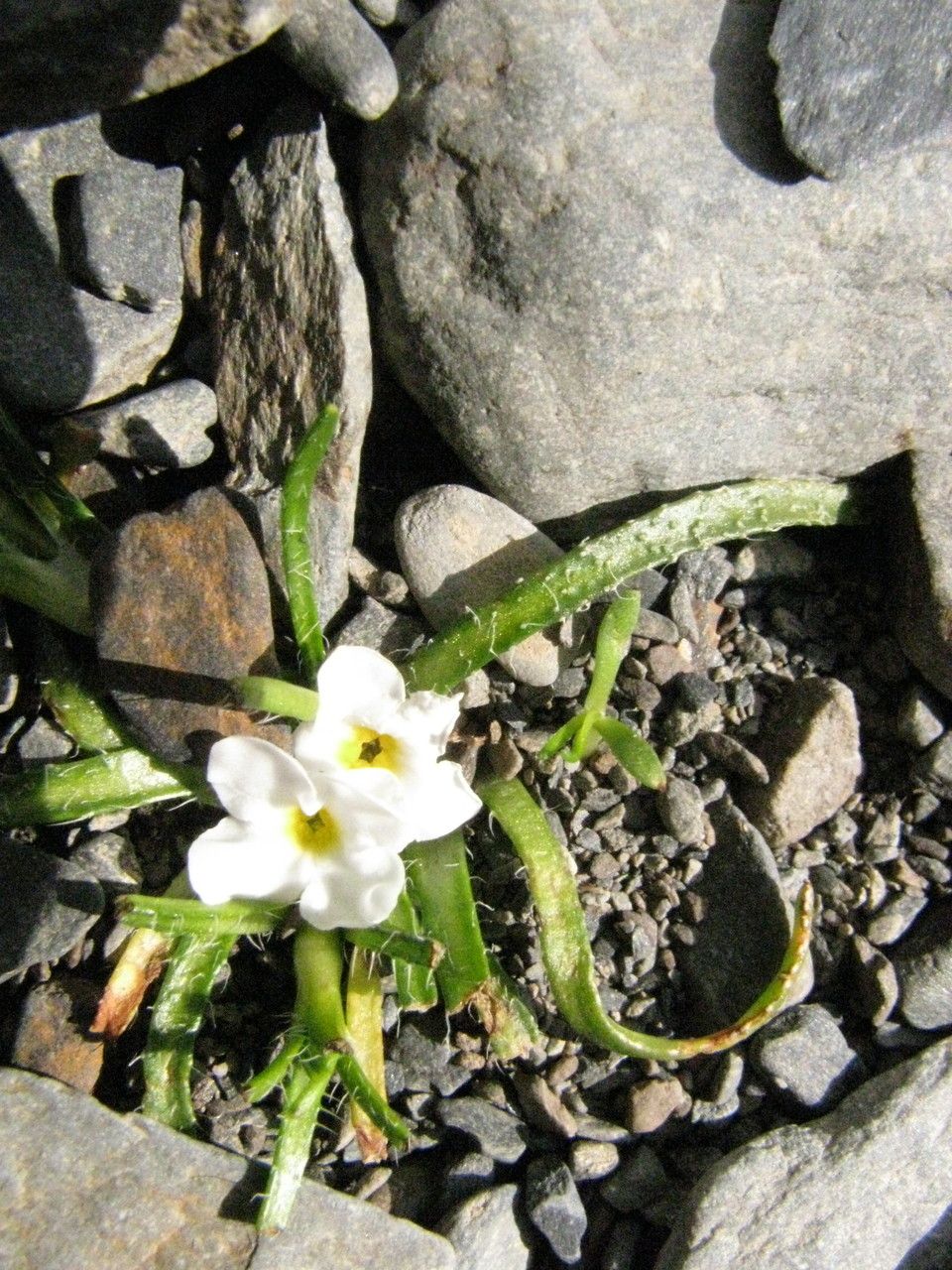 Plagiobothrys linifolius — houseplant care guide