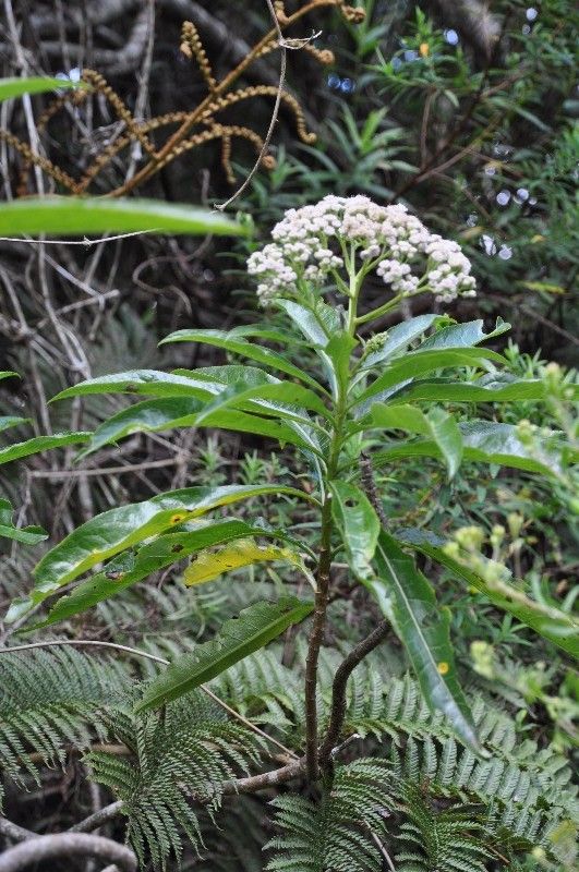 Psiadia laurifolia habit