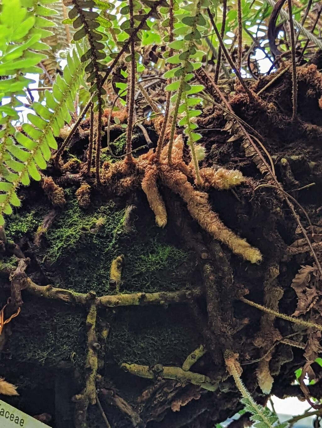 Pleopeltis hirsutissima bark