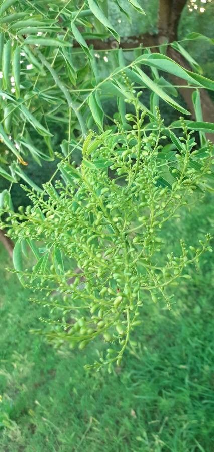 Prosopis glandulosa flower