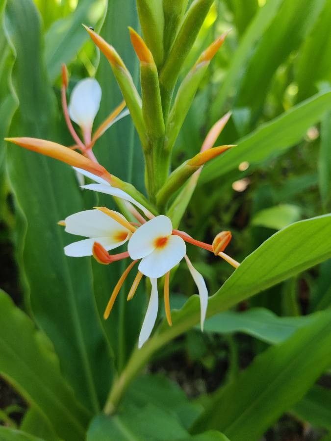 Hedychium spicatum flower