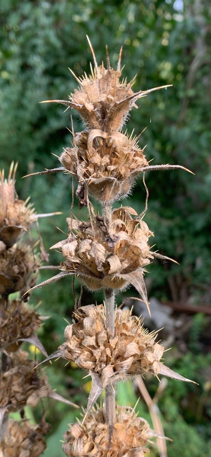 Morina longifolia fruit