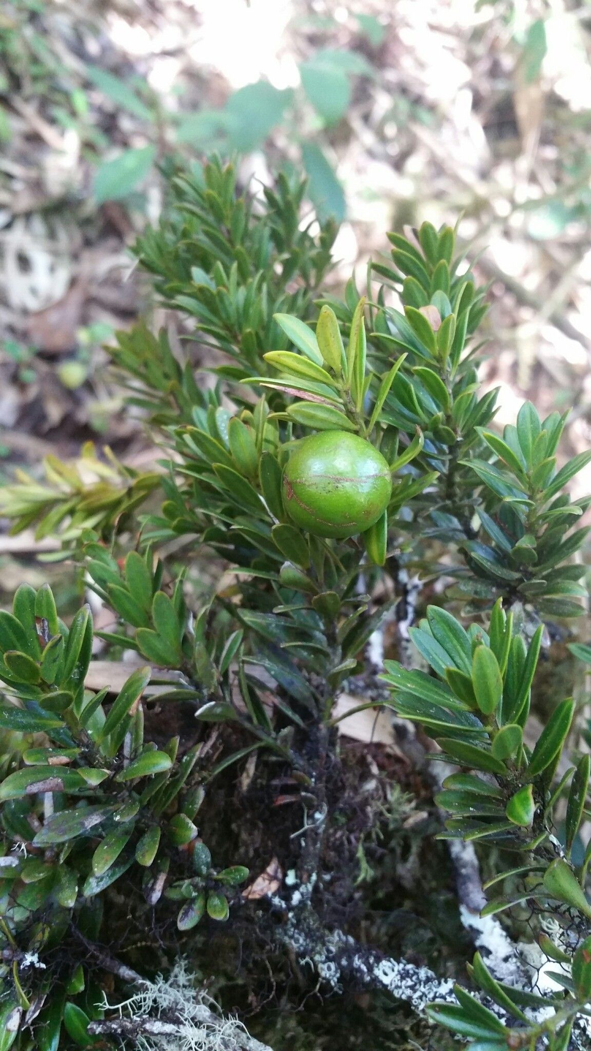 Podocarpus humbertii — search result for 'Podocarpus'