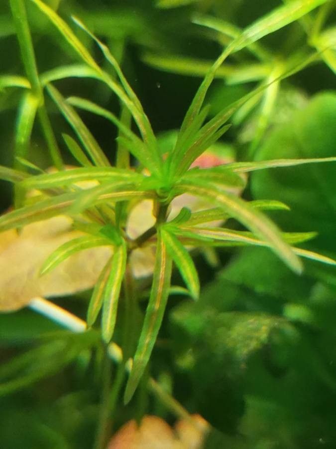 Najas guadalupensis leaf