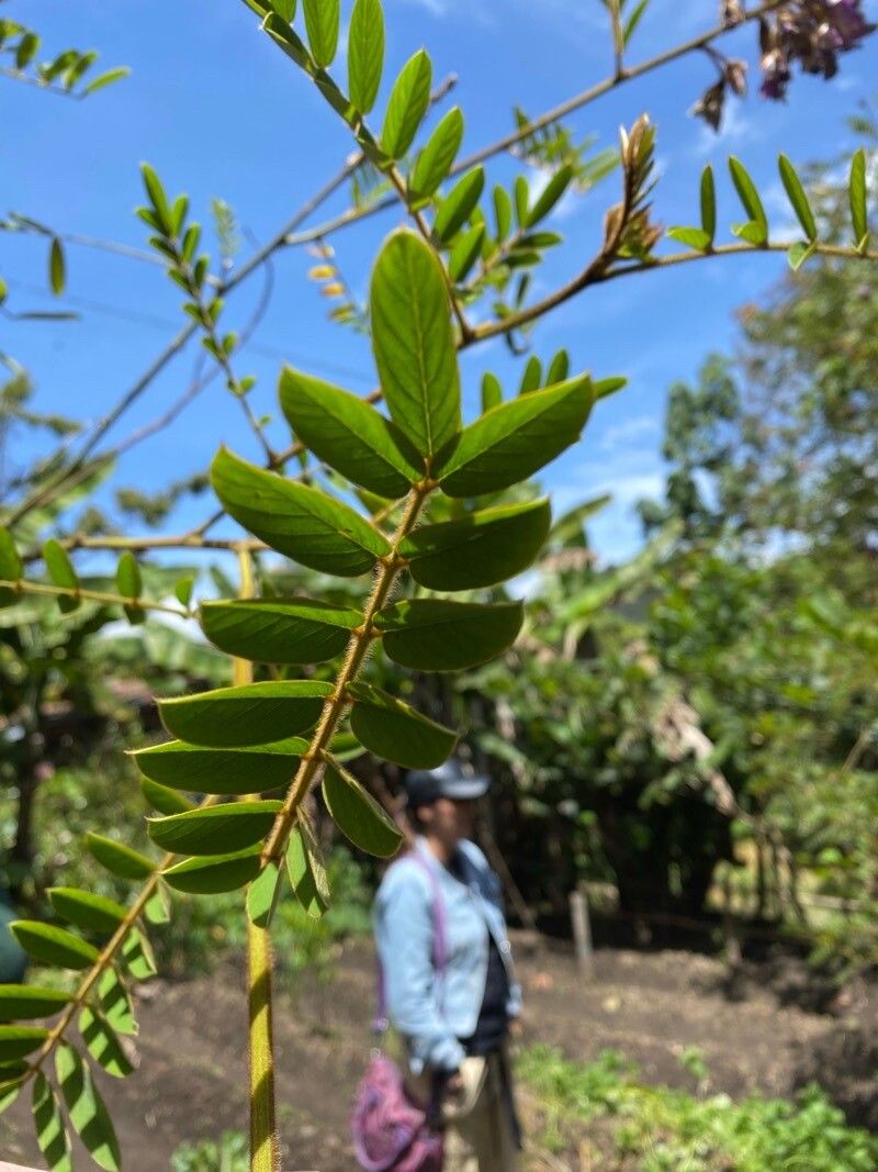 Tephrosia vogelii — search result for 'Tephrosia'