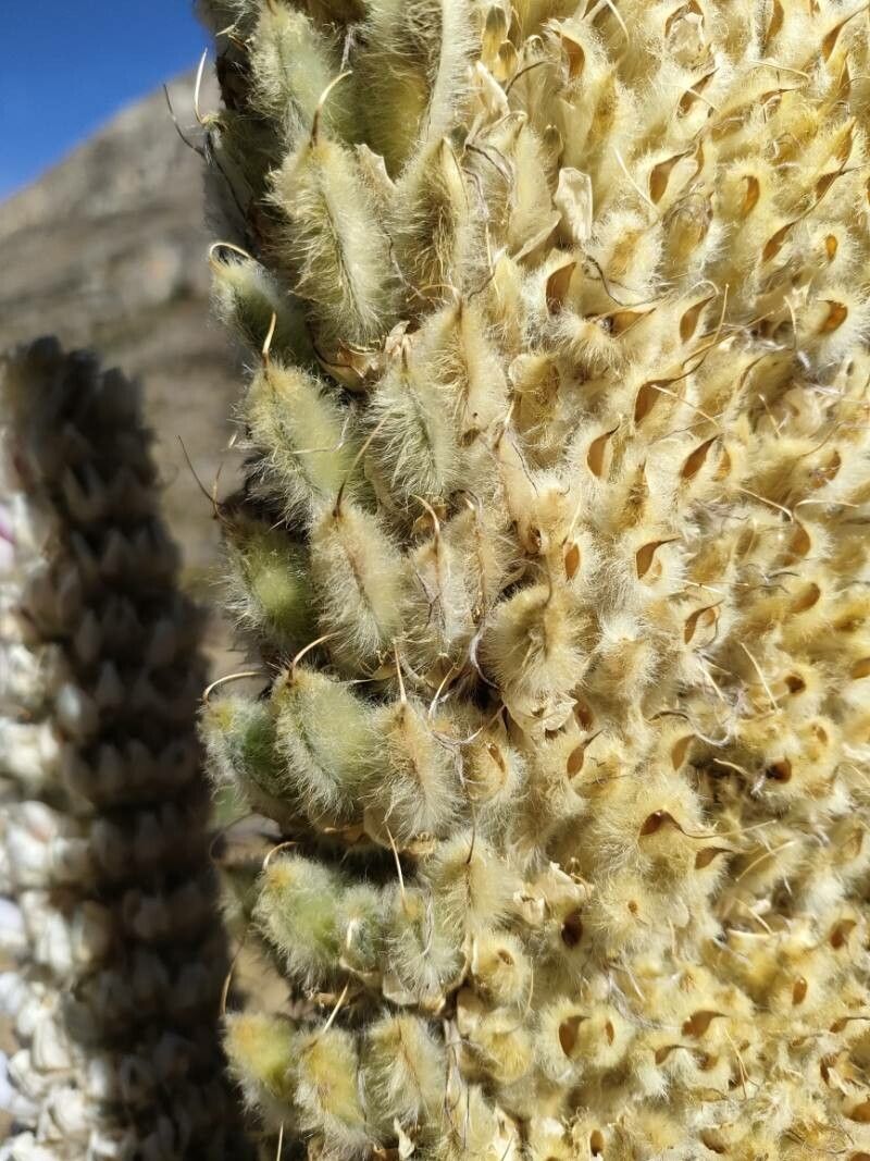 Lupinus weberbaueri fruit