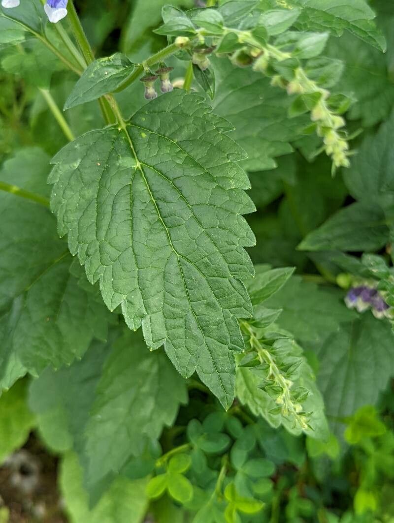 Scutellaria altissima leaf