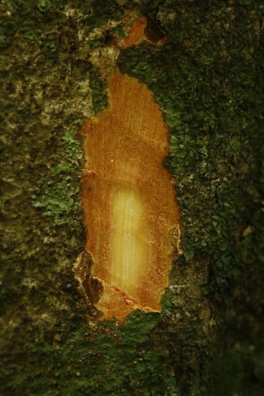 Talisia simaboides other