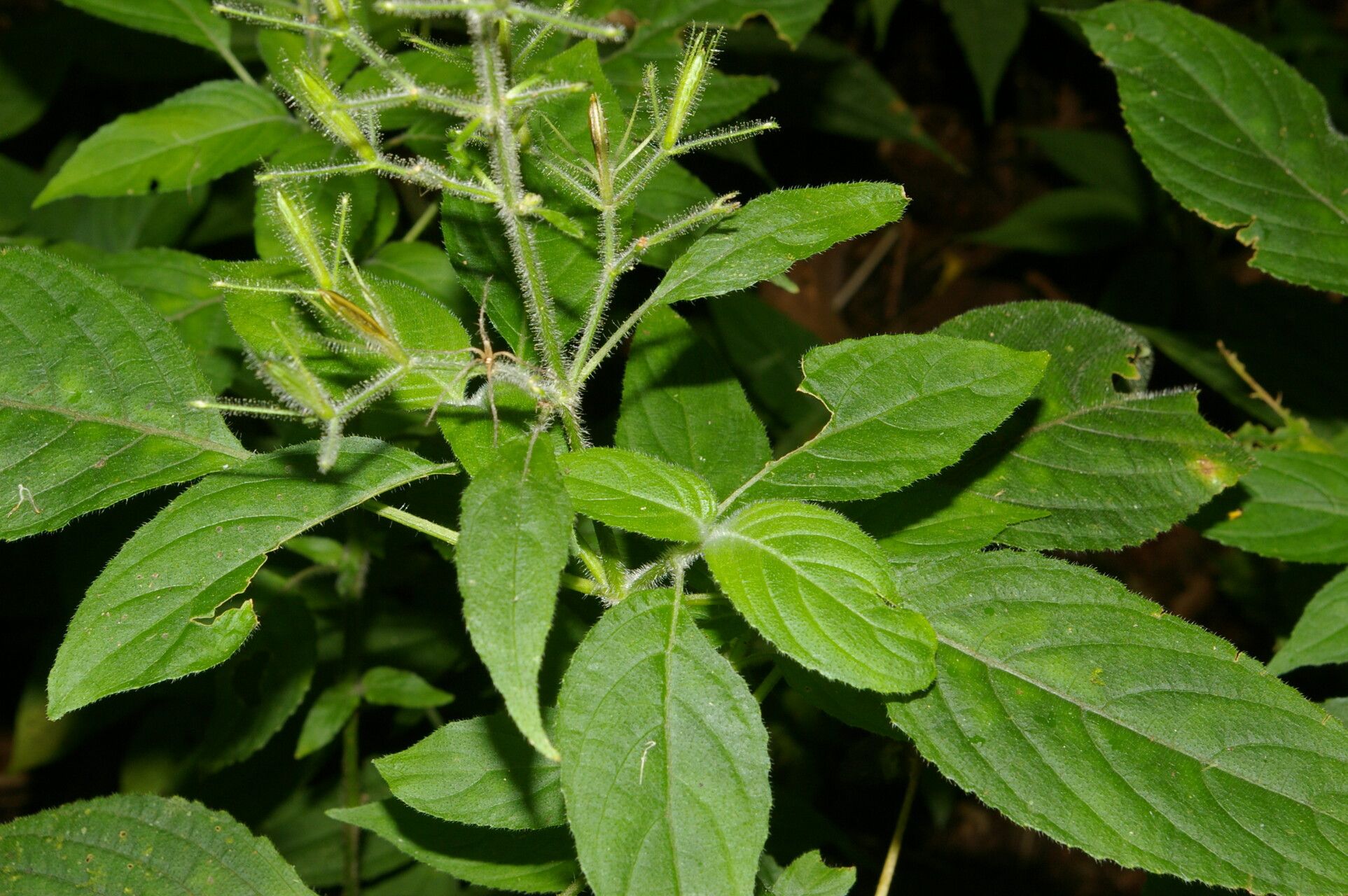 Ruellia ochroleuca — search result for 'Ruellia'