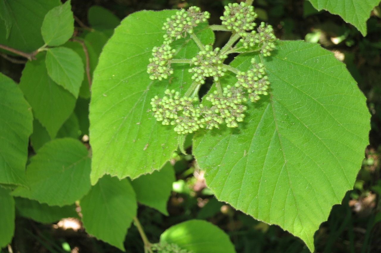 Viburnum tiliifolium other