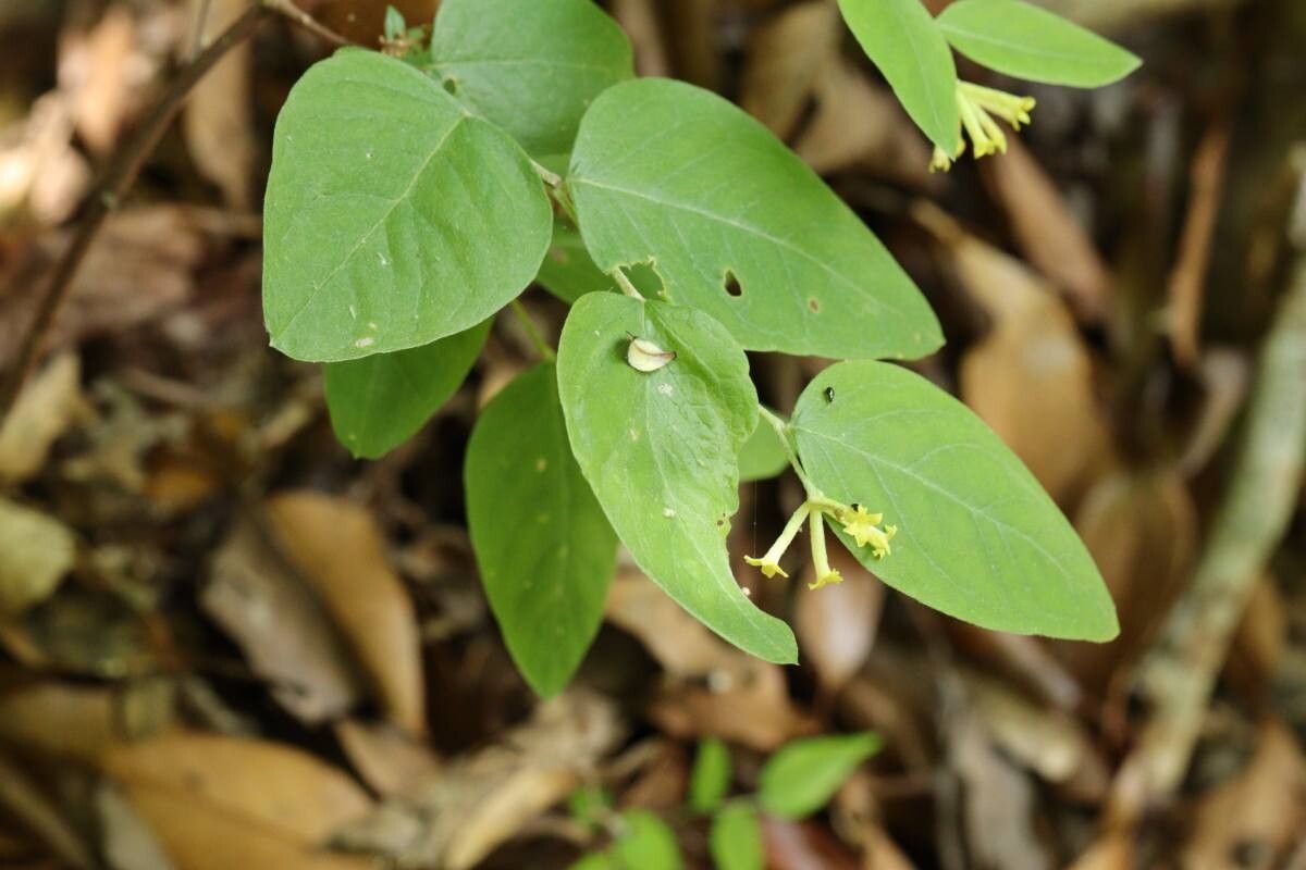 Wikstroemia sikokiana flower