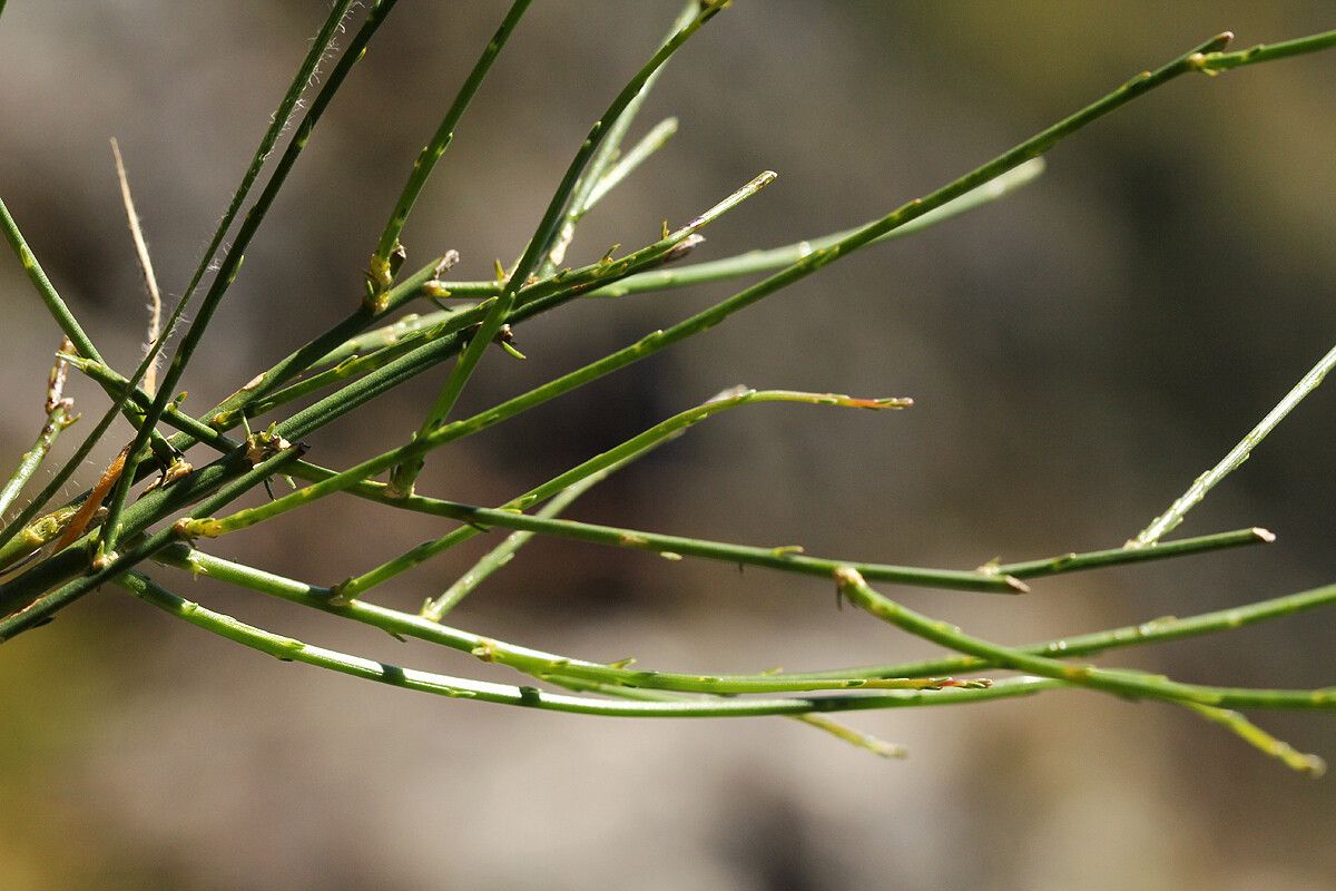 Wahlenbergia subaphylla — houseplant care guide