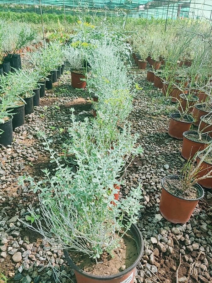 Teucrium stocksianum — search result for 'Teucrium'