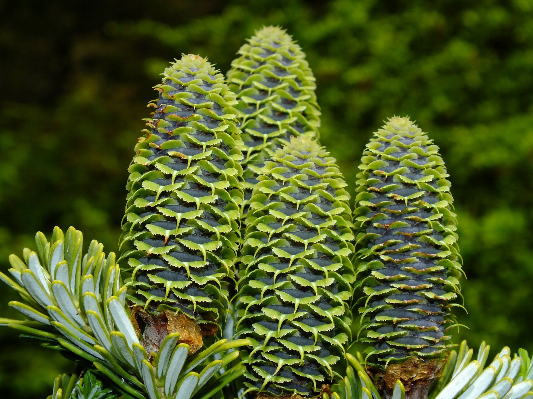 Abies × arnoldiana flower