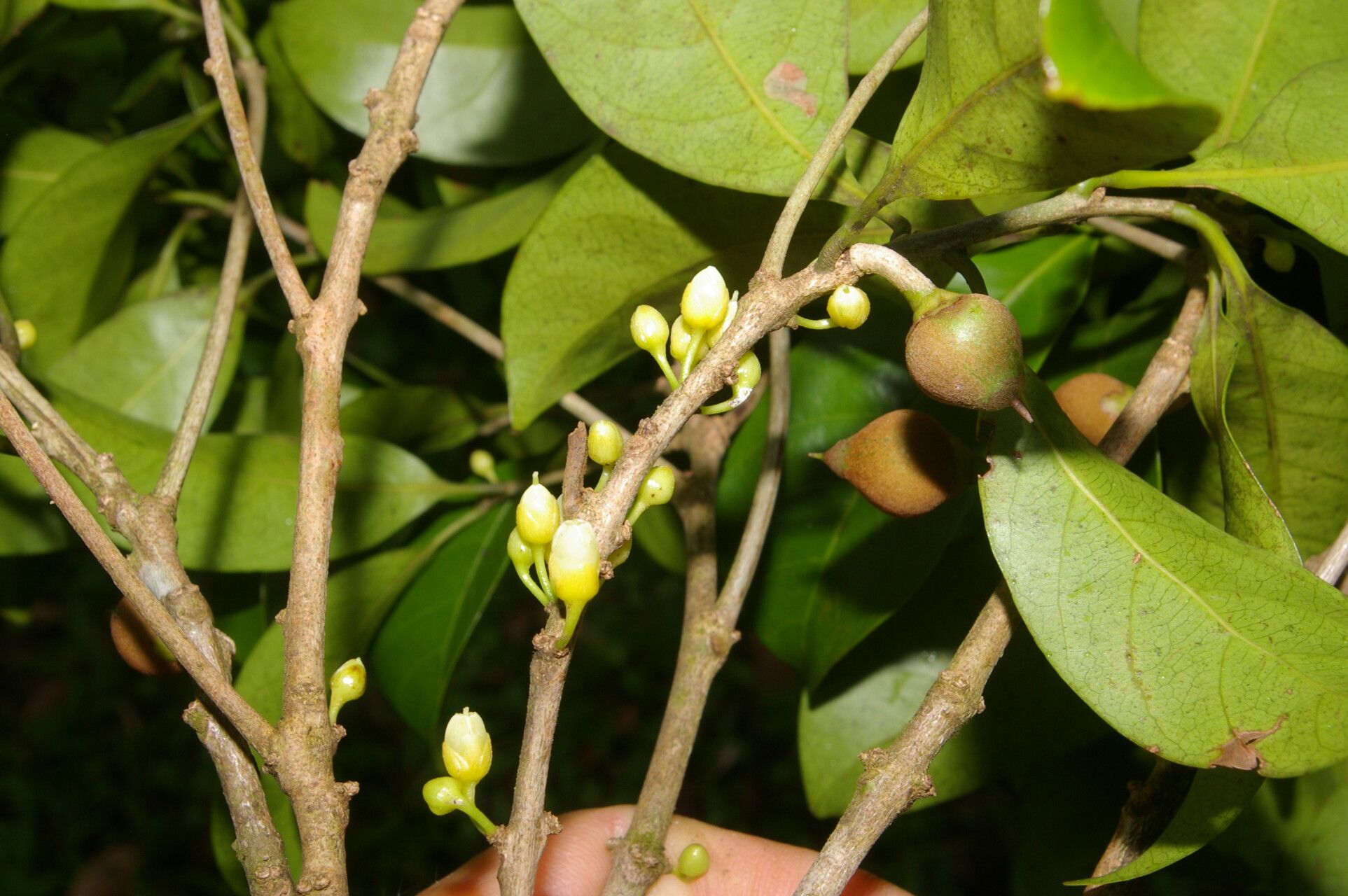 Pouteria juruana flower