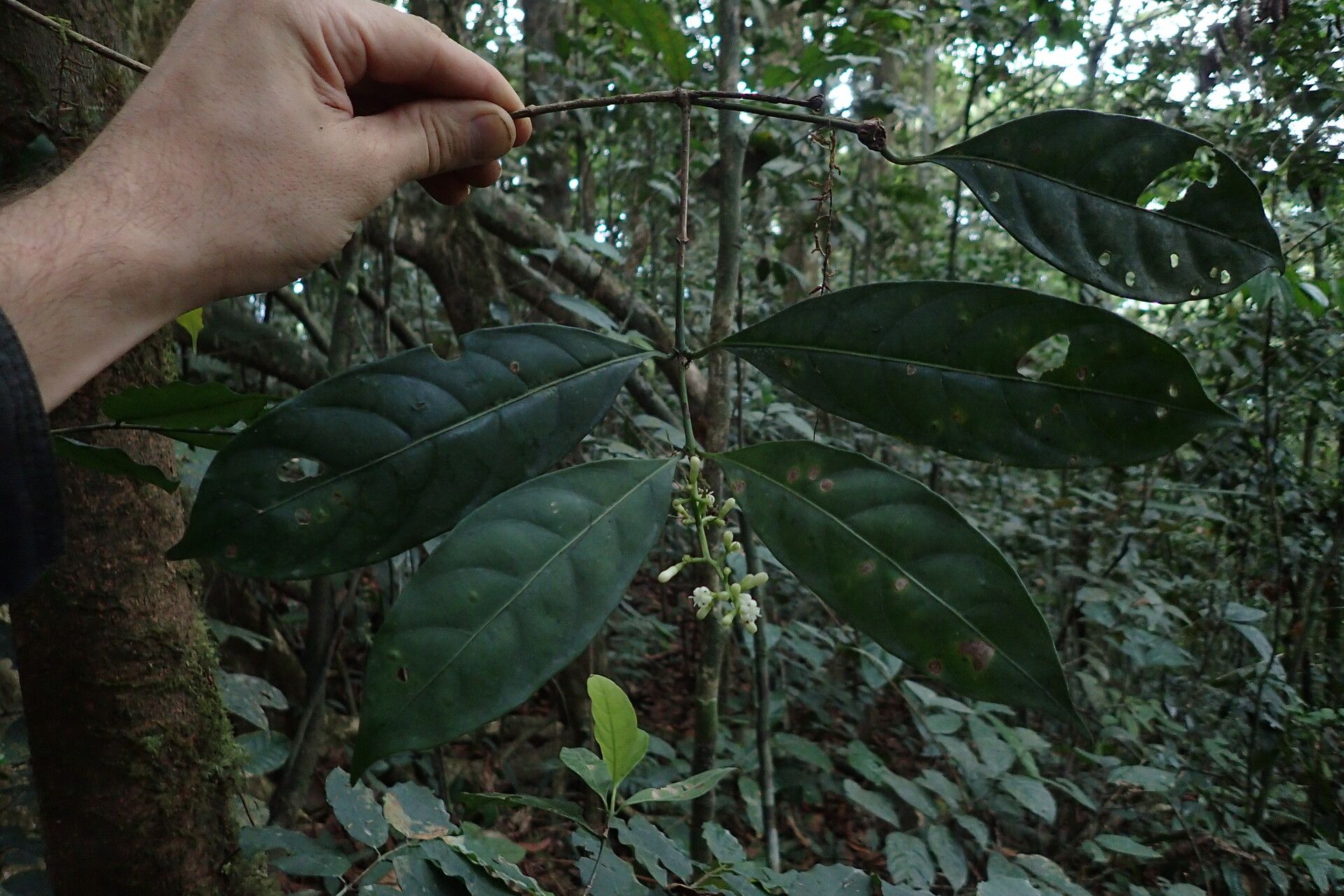 Gaertnera trachystyla habit