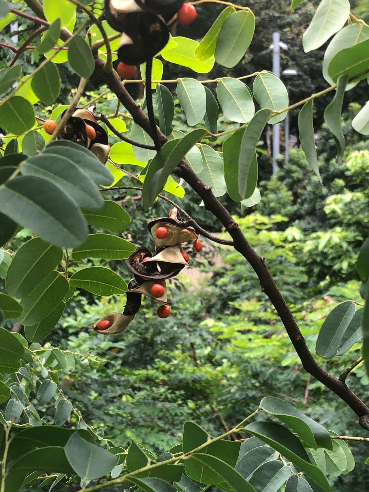 Adenanthera microsperma — related species from the same genus