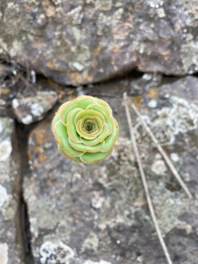Aeonium aureum flower