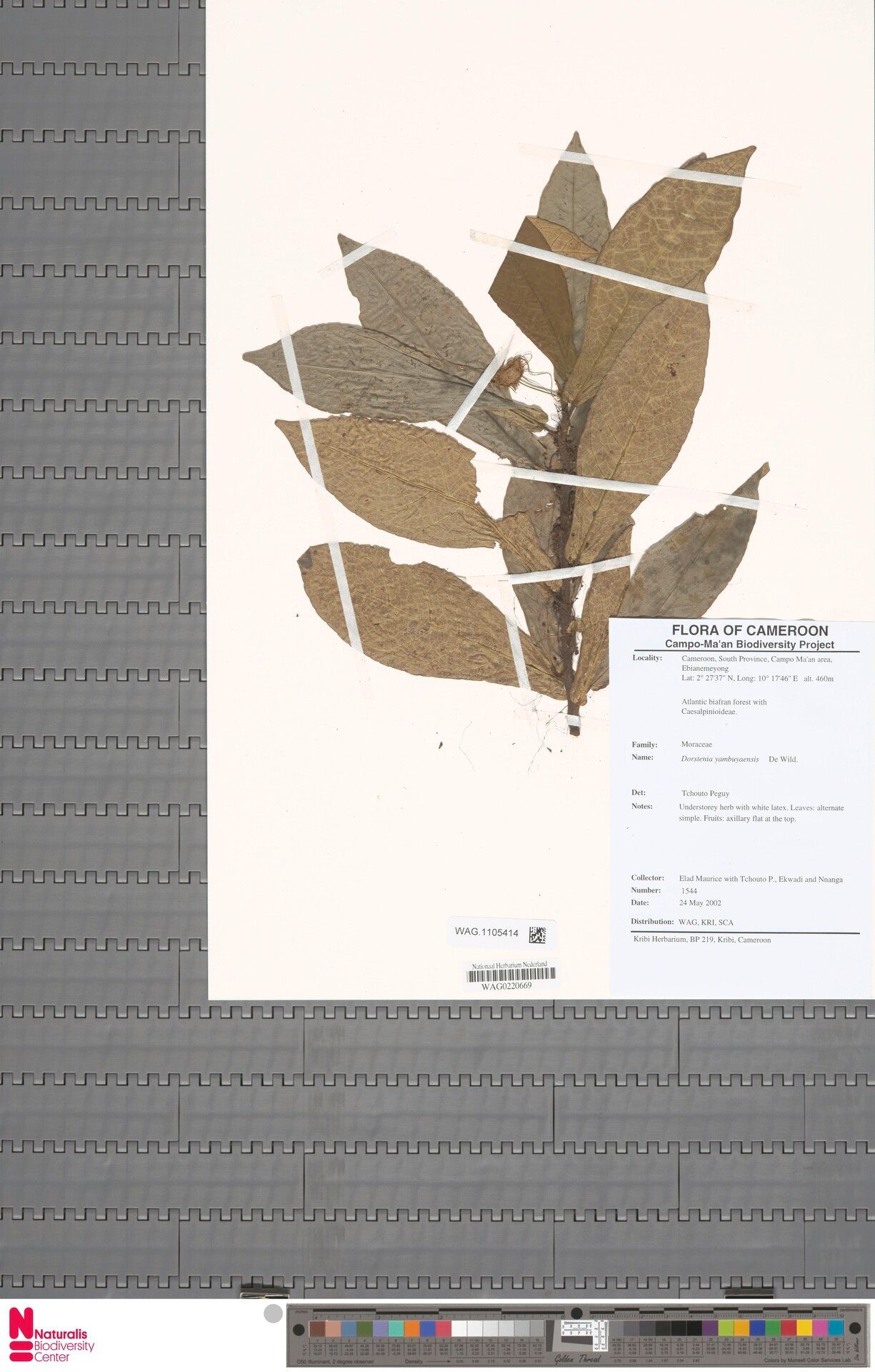 Dorstenia yambuyaensis — search result for 'Dorstenia'