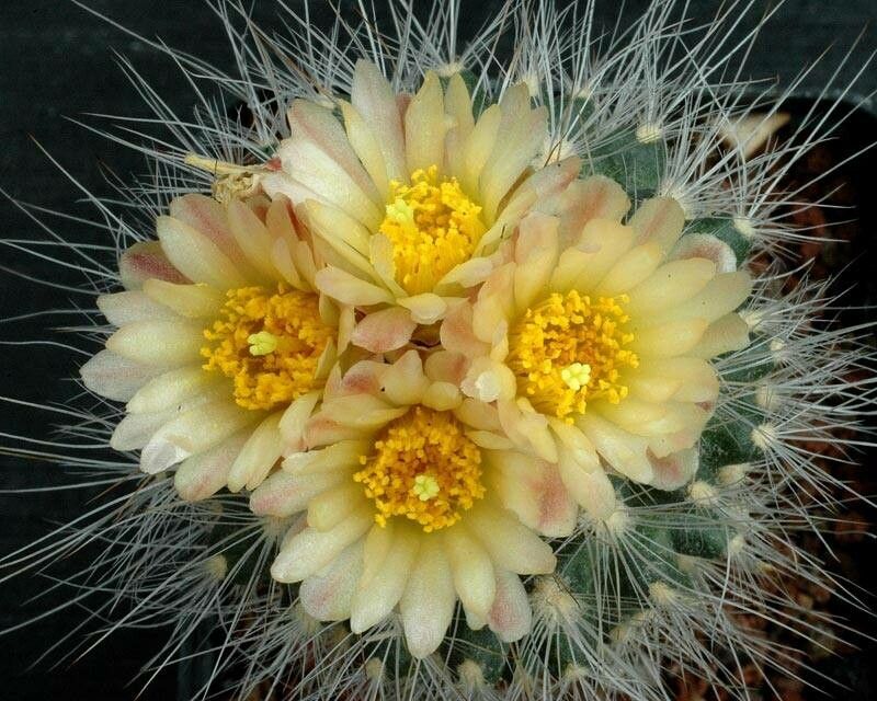 Pediocactus paradinei flower