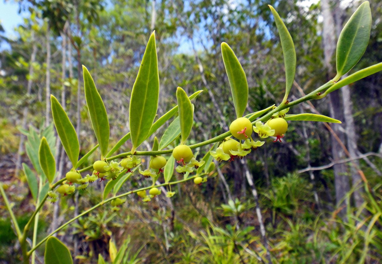 Phyllanthus francii fruit