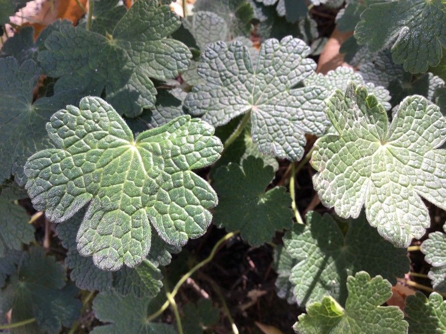 Geranium peloponesiacum leaf