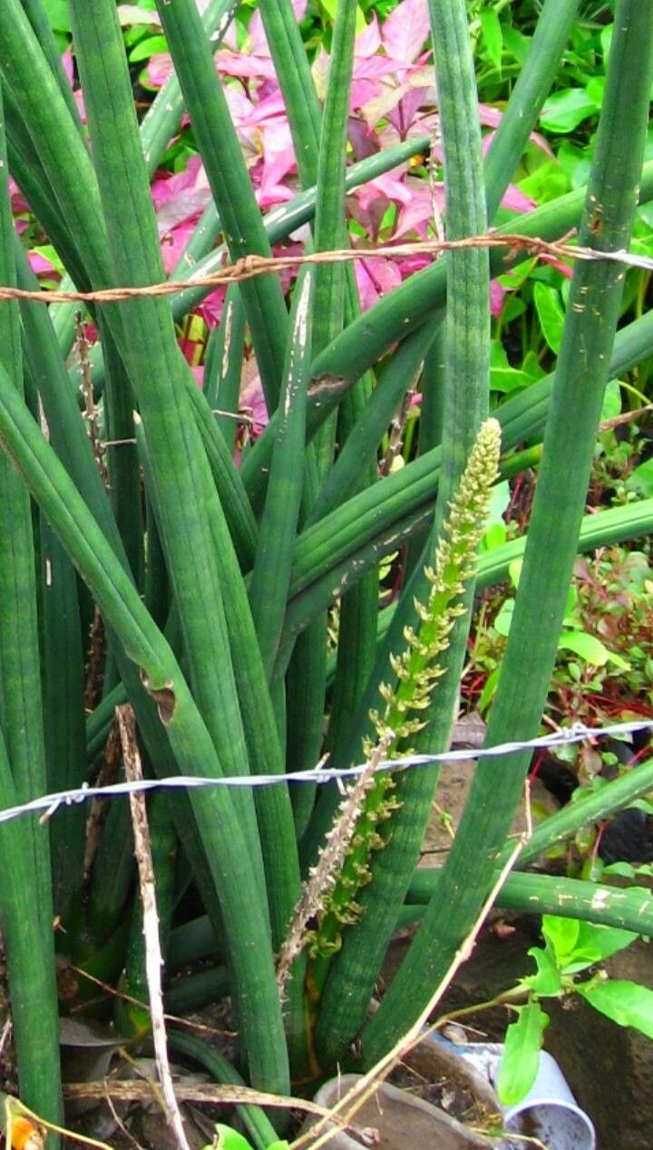 Dracaena pearsonii flower