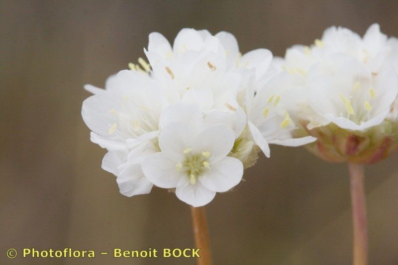 Armeria capitella — houseplant care guide