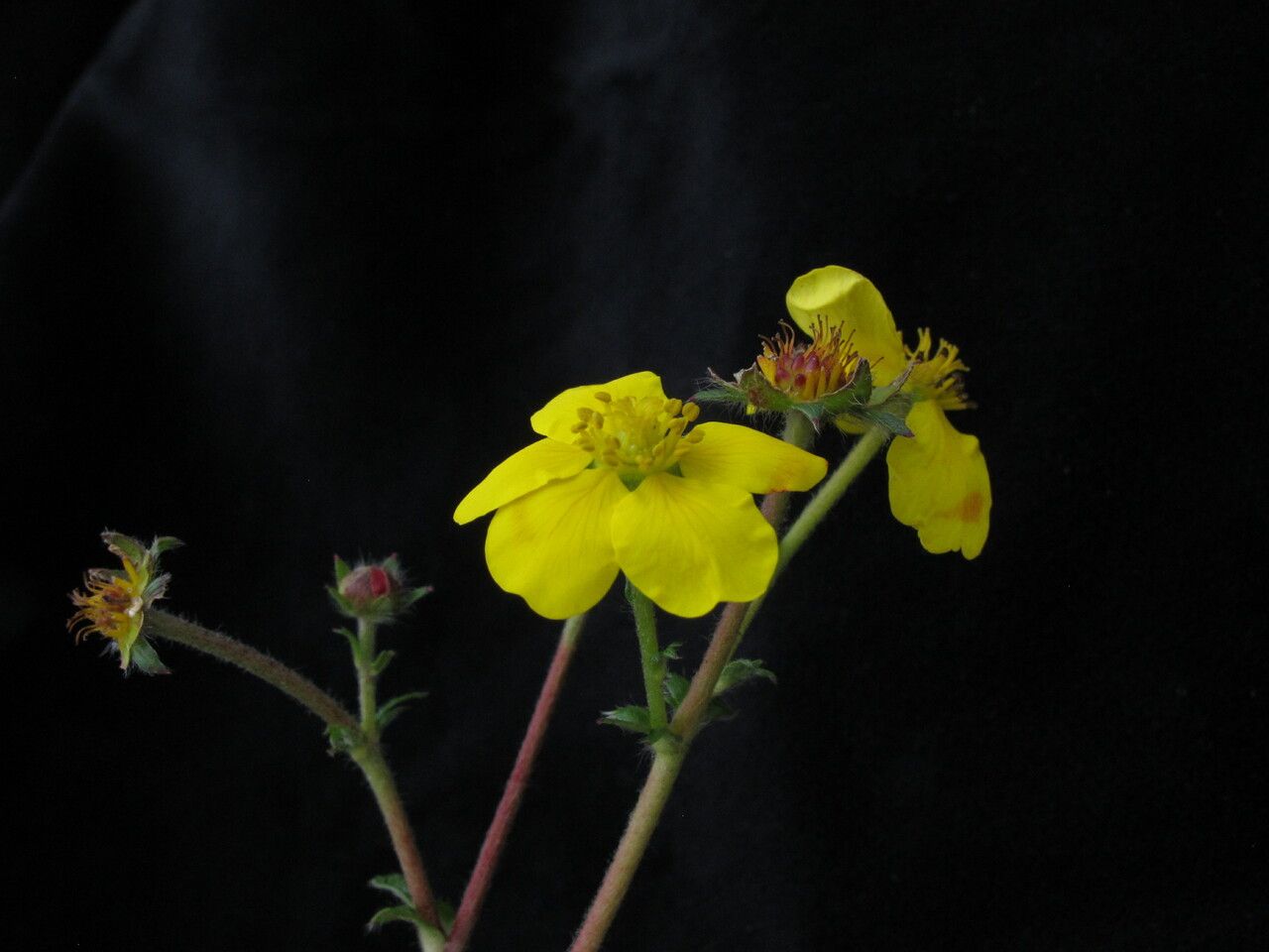 Argentina contigua — related species from the same genus